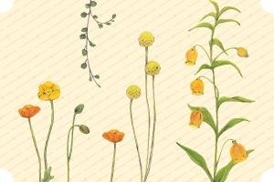 黄色い花たち|mocolier