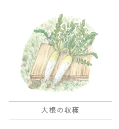 Daikon no shūkaku|めぐるダイアリー