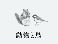 動物と鳥